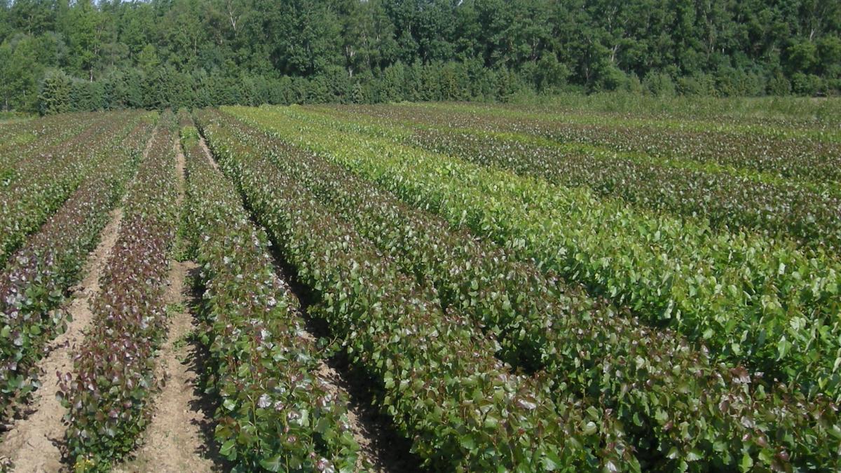 Elección de la planta. (Cultivo de cepa madre en vivero)