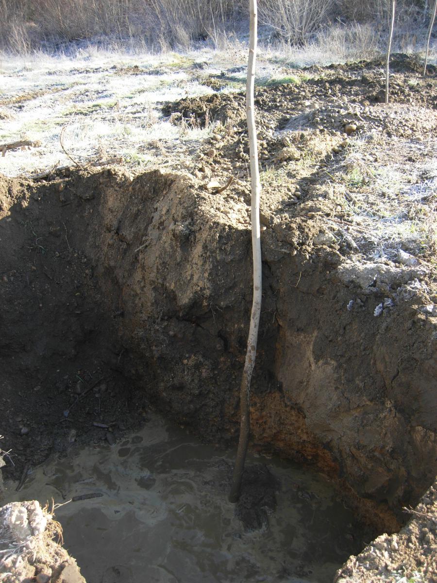 plantación a raíz profunda