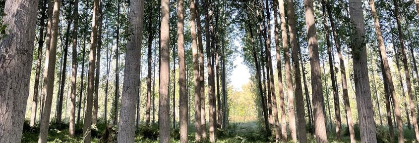 Chopos by Concha Redondo